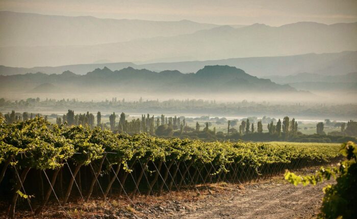 Experience Chañar Punco Vineyard with Wine Tours in Style: Nestled at 2,000 meters above sea level, Chañar Punco vineyard reveals its secret charm. Amongst rocky, limestone-rich soils, this hidden treasure in the Catamarca province yields wines of extraordinary flavor and structure.