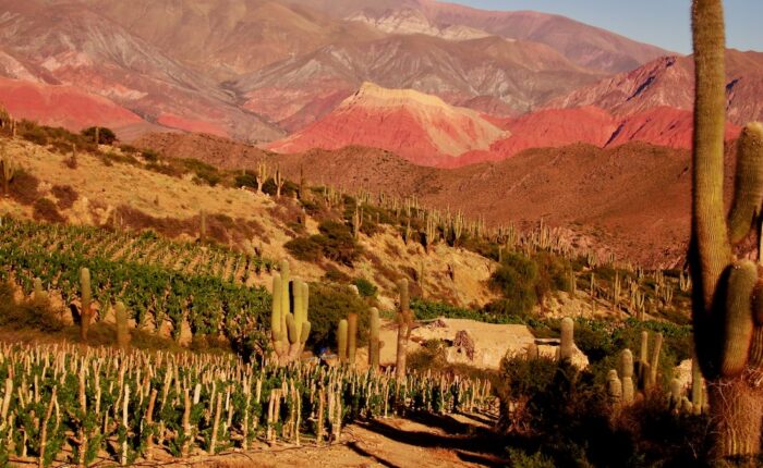 High-altitude Moya vineyard in Quebrada de Humahuaca, Jujuy, at 3,329 meters, with century-old cacti and the Yacoraite formation in the background.