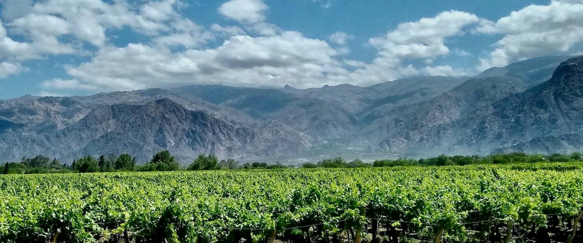 Lush green vineyard with dramatic gray mountains under a luminous cloudy sky, embodying the essence of Wine Tours in Style.