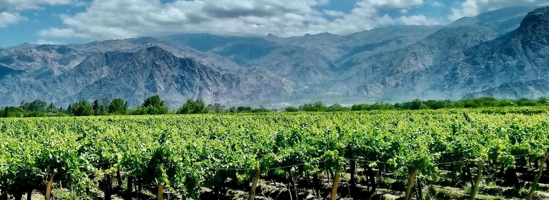 Lush green vineyard with dramatic gray mountains under a luminous cloudy sky, embodying the essence of Wine Tours in Style.