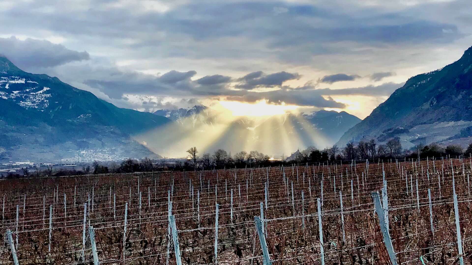 Wine Tours in Style winter vineyards at sunset with dramatic light rays over the Valais Alps